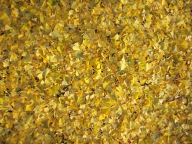 Gingko leaves